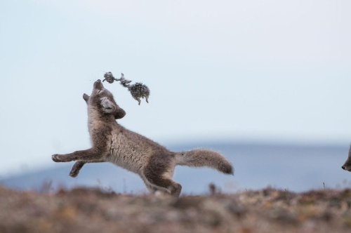 白いコートに着替えたツンドラの動物たち ナショナルジオグラフィック日本版サイト 白いコートに着替えたツンドラの動物たち ナショナルジオグラフィック日本版サイト