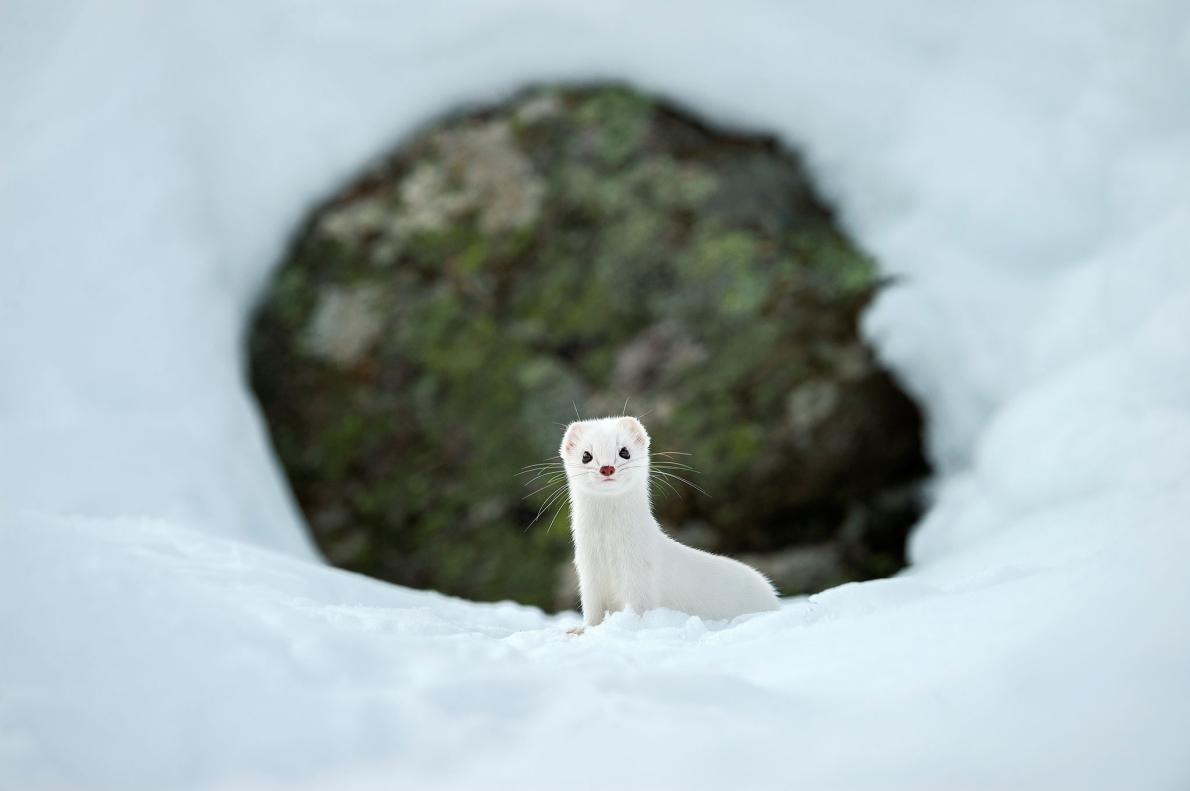 白いコートに着替えたツンドラの動物たち ナショナルジオグラフィック日本版サイト