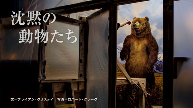 剥製 沈黙の動物たち ナショナル ジオグラフィック日本版サイト 剥製 沈黙の動物たち ナショナル ジオグラフィック日本版サイト