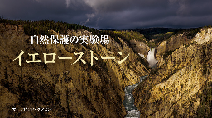 イエローストーン 自然保護の実験場 | ナショナル ジオグラフィック