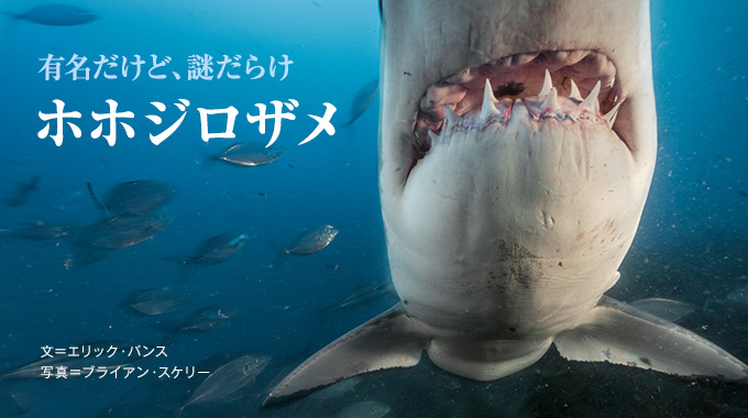 海のハンター ホホジロザメ 有名だけど 謎だらけ ナショナルジオグラフィック日本版サイト