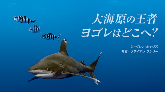 海のハンター 大海原の王者 ヨゴレはどこへ? | ナショナル ジオグラフィック日本版サイト