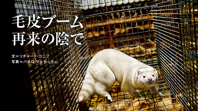 毛皮ブーム再来の陰で