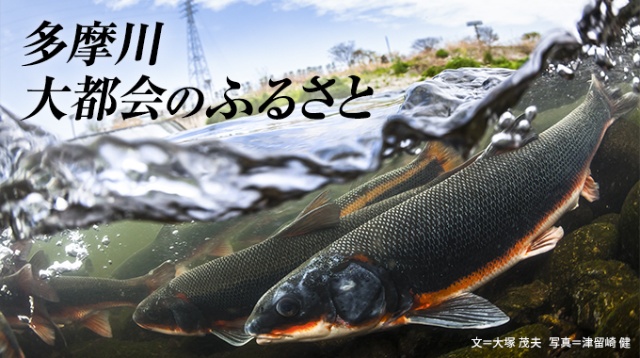 自然と人間 大都会のふるさと 多摩川 ナショナルジオグラフィック日本版サイト 自然と人間 大都会のふるさと 多摩川 ナショナルジオグラフィック日本版サイト