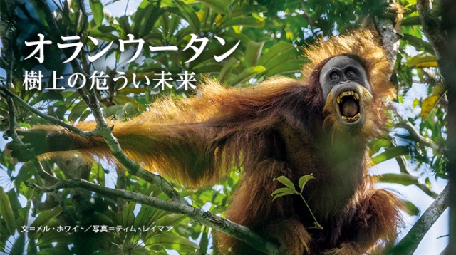 オランウータン 樹上の危うい未来 ナショナルジオグラフィック日本版サイト オランウータン 樹上の危うい未来 ナショナルジオグラフィック日本版サイト