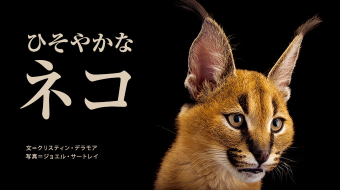 ひそやかなネコ ナショナルジオグラフィック日本版サイト