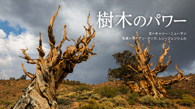 樹木のパワー | ナショナル ジオグラフィック日本版サイト
