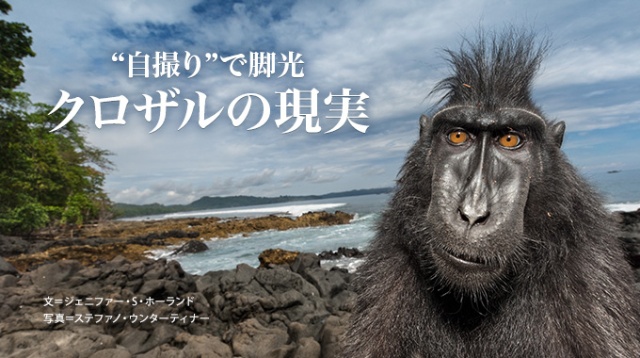 自撮り で脚光 クロザルの現実 ナショナル ジオグラフィック日本版サイト 自撮り で脚光 クロザルの現実 ナショナル ジオグラフィック日本版サイト