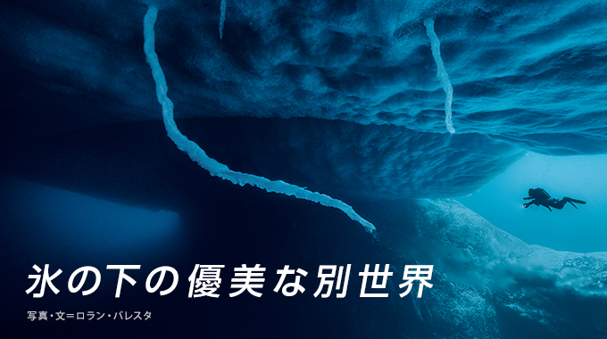 南極 氷の下の優美な別世界 ナショナルジオグラフィック日本版サイト