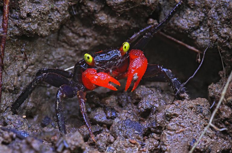 ペットとして人気の吸血鬼カニ 新種と判明 ナショナルジオグラフィック日本版サイト