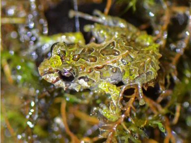 トゲ肌からツル肌に早変わりする新種カエルを発見 ナショナルジオグラフィック日本版サイト トゲ肌からツル肌に早変わりする新種カエルを発見 ナショナルジオグラフィック日本版サイト