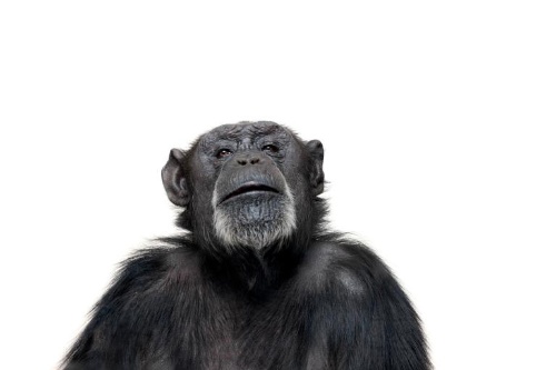 チンパンジー 食べ物とセックスを取引 ナショナルジオグラフィック日本版サイト チンパンジー 食べ物とセックスを取引 ナショナルジオグラフィック日本版サイト