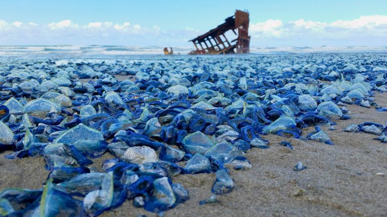 10億匹の青いクラゲが大量死 米国西海岸で ナショナルジオグラフィック日本版サイト