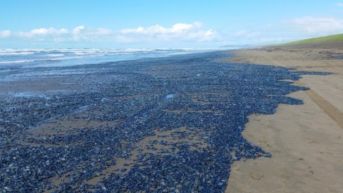 10億匹の青いクラゲが大量死、米国西海岸でナショナルジオグラフィック日本版サイト