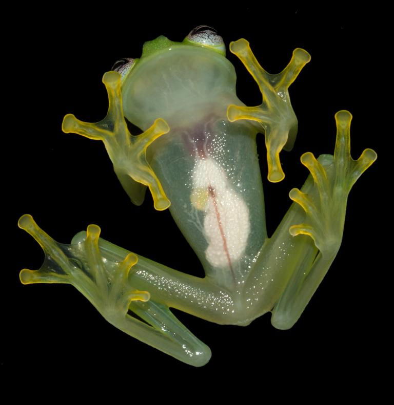 半透明のかわいい新種カエル コスタリカで発見 ナショナルジオグラフィック日本版サイト