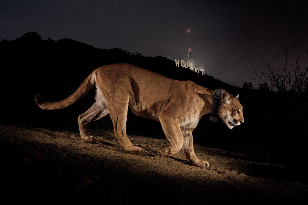 ロサンゼルスの住宅地にクーガーが出没 ナショナルジオグラフィック日本版サイト