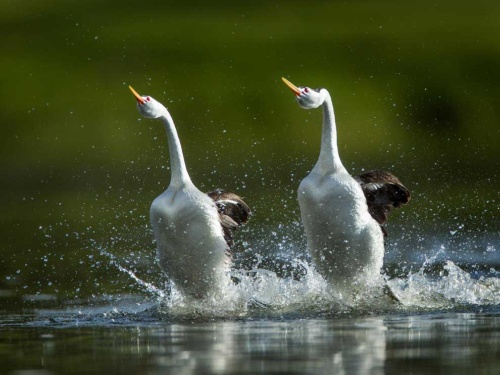 水の上の走り方 水鳥カイツブリの秘技が明らかに ナショナルジオグラフィック日本版サイト 水の上の走り方 水鳥カイツブリの秘技が明らかに ナショナルジオグラフィック日本版サイト