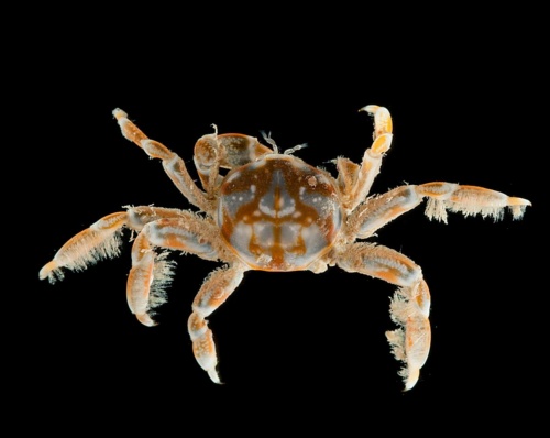 カクレガニ 貝をくすぐって 夜ばい ナショナルジオグラフィック日本版サイト カクレガニ 貝をくすぐって 夜ばい ナショナルジオグラフィック日本版サイト