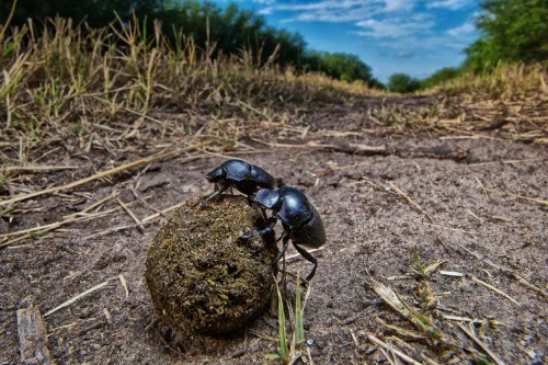 なぜ動物はうんちを食べるのか ナショナルジオグラフィック日本版サイト
