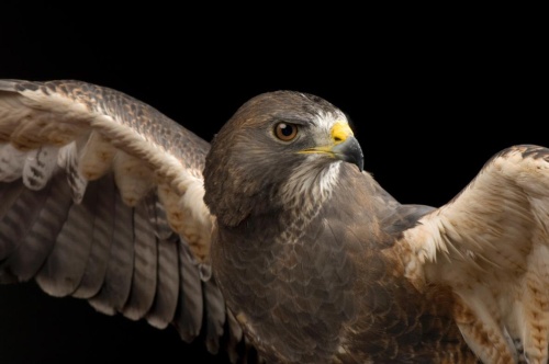 翼の折れた鳥を再び飛べるようにする驚きの方法 ナショナルジオグラフィック日本版サイト 翼の折れた鳥を再び飛べるようにする驚きの方法 ナショナルジオグラフィック日本版サイト