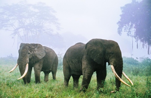 ゾウの60 が消えたタンザニア その原因は ナショナルジオグラフィック日本版サイト
