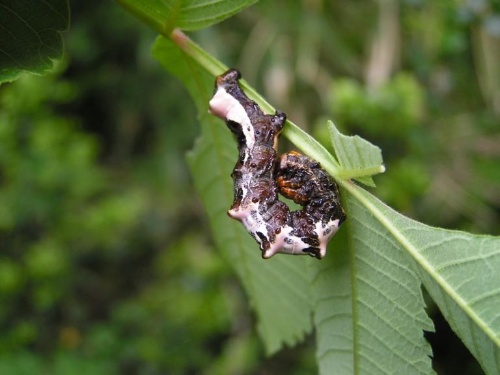うんちのふりをするイモムシ 効果のほどは ナショナルジオグラフィック日本版サイト うんちのふりをするイモムシ 効果のほどは ナショナルジオグラフィック日本版サイト