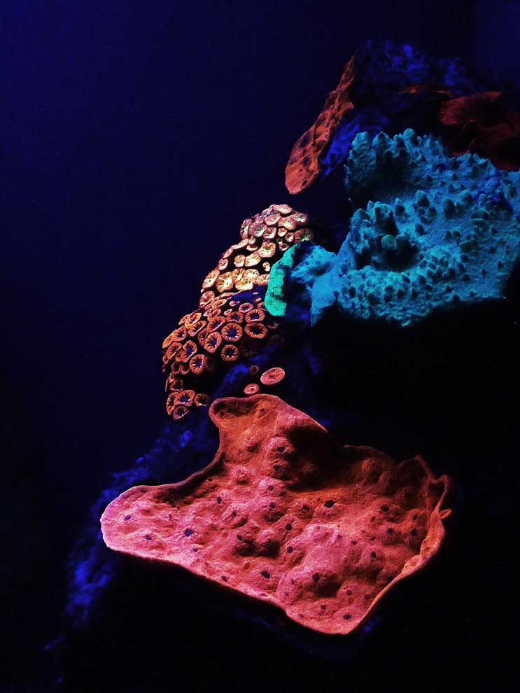 色鮮やかに光るサンゴを発見、深い海なのになぜ？ | ナショナル ジオ