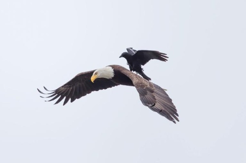 ワシの背中にカラスが なぜこんなことに ナショナルジオグラフィック日本版サイト ワシの背中にカラスが なぜこんなことに ナショナルジオグラフィック日本版サイト