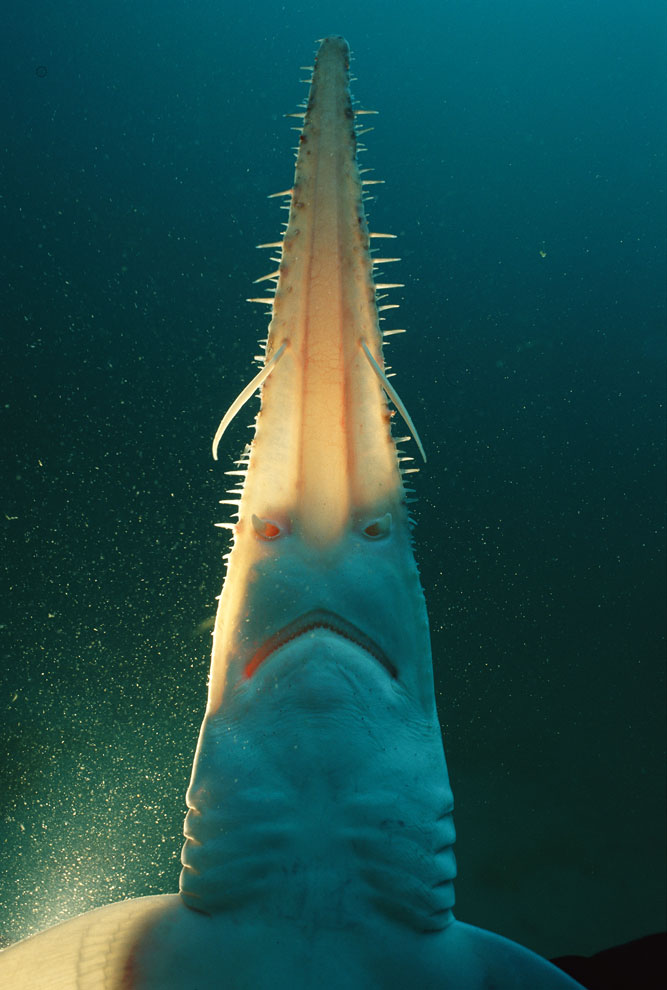 サメの角 ビル ノコギリザメ 鮫のツノ角 ノコギリエイ 歯が無い