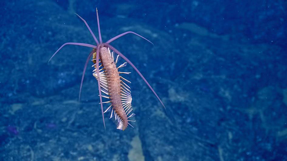 深海の最新写真10点 奇妙で神秘的なガラパゴス沖 ナショナルジオグラフィック日本版サイト