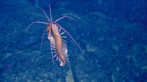 深海の最新写真10点 奇妙で神秘的なガラパゴス沖 ナショナルジオグラフィック日本版サイト 深海の最新写真10点 奇妙で神秘的なガラパゴス沖 ナショナルジオグラフィック日本版サイト