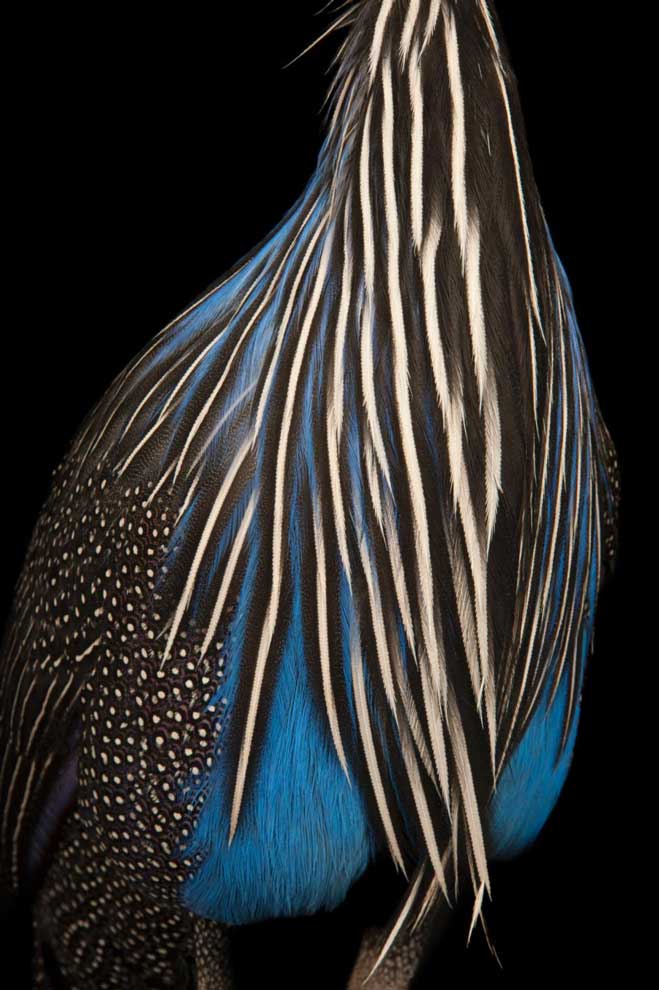 フォトギャラリー：ゴージャスな羽を誇る美鳥14選 | ナショナルジオ 