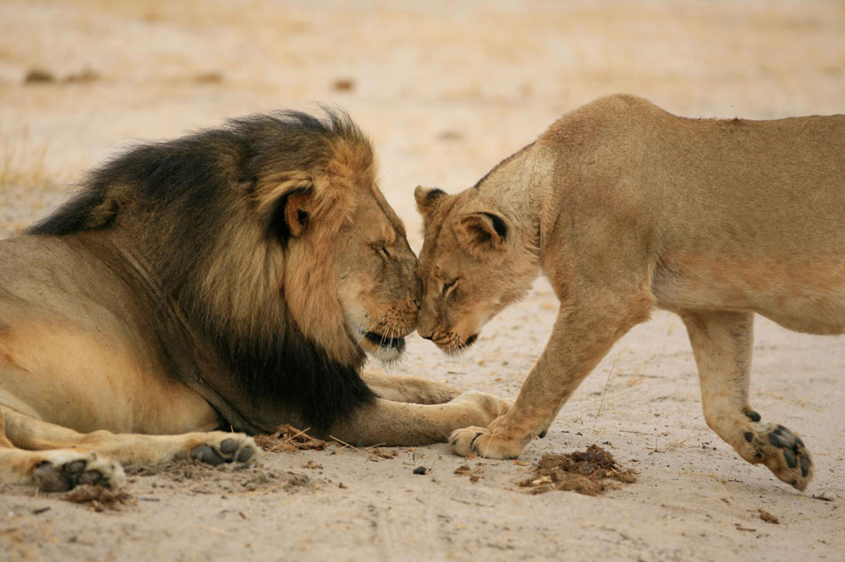 殺されたライオン セシル が愛された理由 ナショナルジオグラフィック日本版サイト