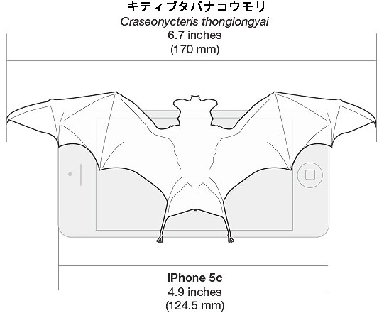 小型コウモリ 長寿の秘密はフルーツ ナショナルジオグラフィック日本版サイト