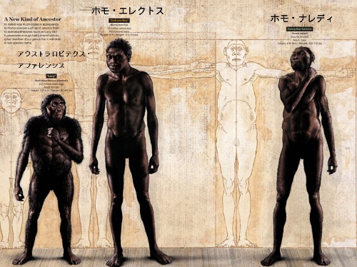 小顔のヒト属新種ホモ ナレディを発見 南ア ナショナルジオグラフィック日本版サイト