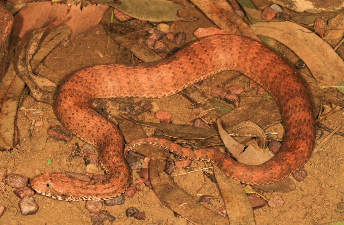 猛毒ヘビ デスアダー の新種を発見 豪州 ナショナルジオグラフィック日本版サイト