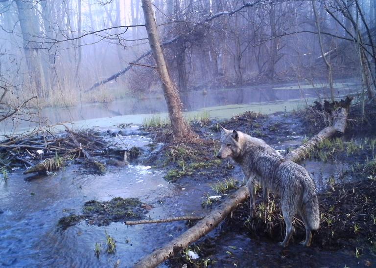 動物の楽園になった世界の立入禁止区域5カ所 ナショナルジオグラフィック日本版サイト