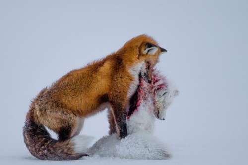 15年 世界一の動物写真 フォトギャラリー ナショナルジオグラフィック日本版サイト 15年 世界一の動物写真 フォトギャラリー ナショナルジオグラフィック日本版サイト