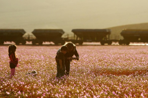 珍現象 エルニーニョで砂漠が一面の花畑に ナショナルジオグラフィック日本版サイト