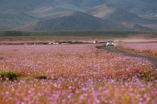 珍現象 エルニーニョで砂漠が一面の花畑に ナショナルジオグラフィック日本版サイト