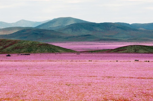 珍現象 エルニーニョで砂漠が一面の花畑に ナショナルジオグラフィック日本版サイト