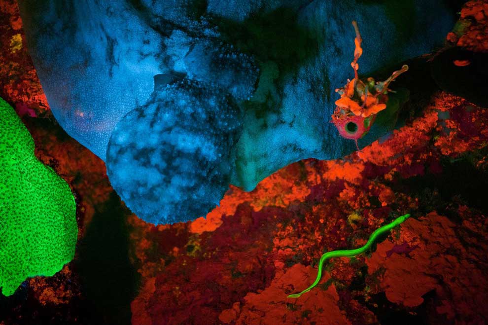 蛍光に光るウナギの仲間を発見 世界初 ナショナルジオグラフィック日本版サイト