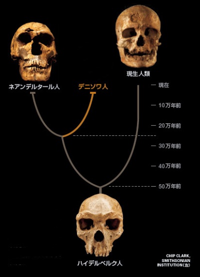 人類3種が数万年も共存、デニソワ人研究で判明ナショナルジオグラフィック日本版サイト