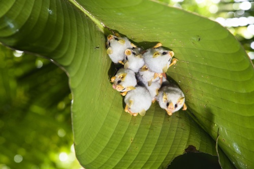 かわいい コワい だから魅力的なコウモリ写真集 ナショナルジオグラフィック日本版サイト