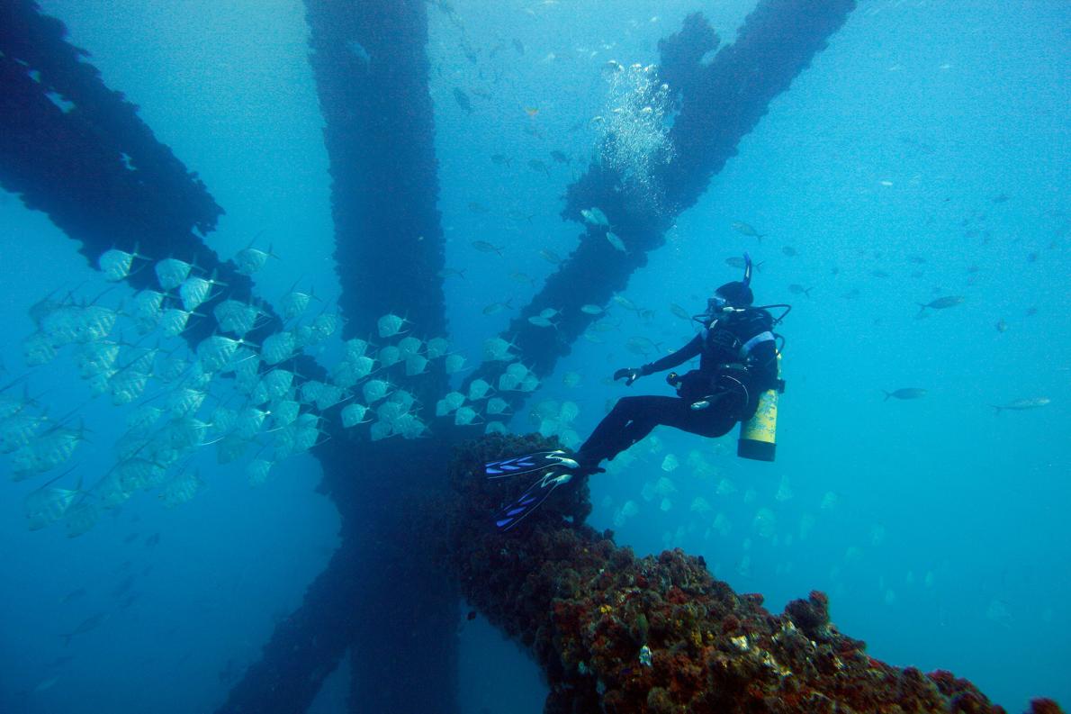 魚が海中で姿を隠す仕組みを解明 ナショナルジオグラフィック日本版サイト