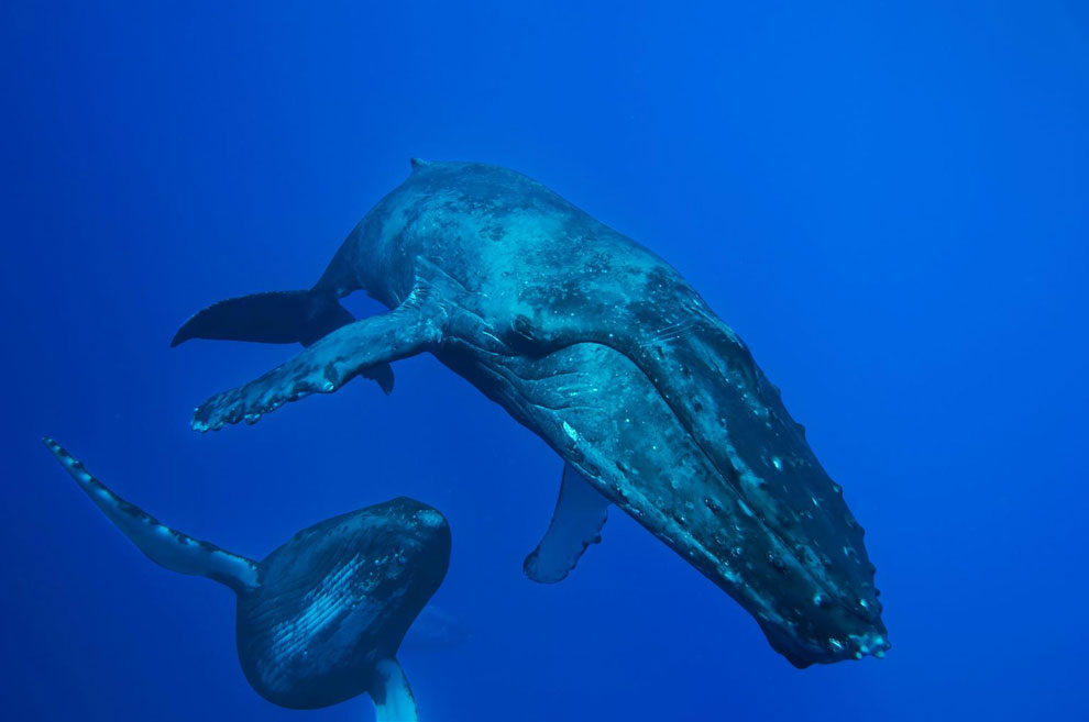 ザトウクジラが異例の低い声 メスの歌か ナショナルジオグラフィック日本版サイト