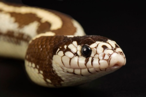 ヘビのウロコに「剥がれない潤滑油」、初の発見ナショナルジオグラフィック日本版サイト