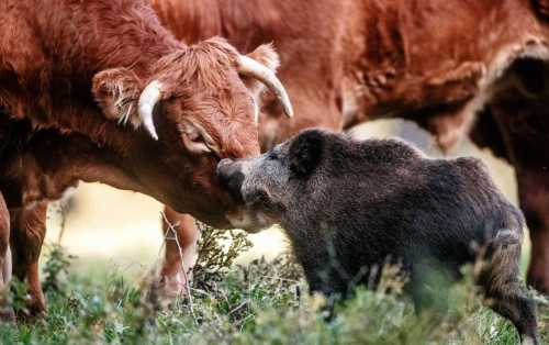 イノシシが牛と暮らすことにしたかわいい理由 ナショナルジオグラフィック日本版サイト