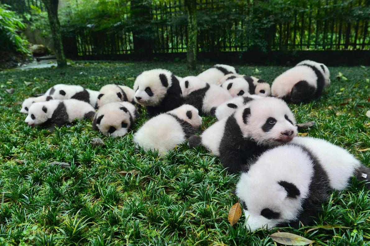 パンダ繁殖 自分で選んだ相手なら出産率が向上 ナショナルジオグラフィック日本版サイト