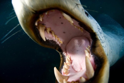 命や手足を失わずに野生動物の傑作写真を撮る方法 ナショナルジオグラフィック日本版サイト 命や手足を失わずに野生動物の傑作写真を撮る方法 ナショナルジオグラフィック日本版サイト